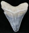 Serrated Calico Bone Valley Megalodon Tooth #22149-2